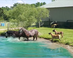 Great Danes have too much fun when the horses start splashing around in the water