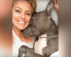 This Is What Happens When You Wake a ‘VICIOUS’ Pit Bull From a Deep Sleep