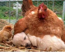 10+ Photos Proving That Hens Are The Best Moms In The Animal Kingdom