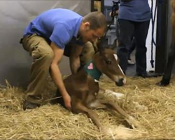 Horse Gives Birth To A Very Rare Filly, But Then Something EXTREMELY Rare Happens