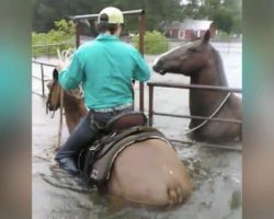 Horse Trapped In Pen Panics As Flood Waters Rise, Then Hero Cowboy Rides Up