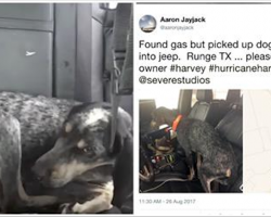 Scared Dog Keeps Following Man During Hurricane Harvey, So He Posts Message Online For Owners