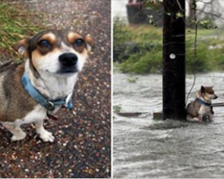 Meet Lucky the dog who was saved during Hurricane Harvey!