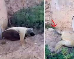 Man Spots ‘Lifeless’ Turtle Under Bridge. Takes Closer Look And Realizes He Needs To Run
