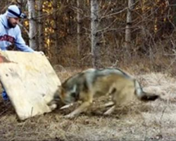 Man Spots A Giant Wolf In The Woods , When He Gets Closer He Realizes The Horrible Truth