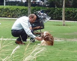 He Thinks No One’s Watching When He Kneels Over Old Dog, But Millions Of People Comment Online