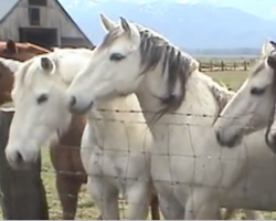 The horses line up to meet a little fella they can’t quite comprehend