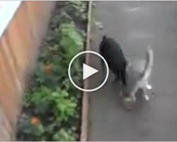 Naughty Cat Does Not Want Go Home, Owner Asks Dog To Bring Kitty Back. His next Move is HILARIOUS!