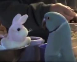 Parrot gets Stuffed Bunny For Birthday…Now listen to how he responds to it, LOL!!