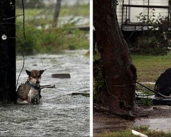 Some People Left Their Dogs Tied Up To Die During Hurricane Harvey