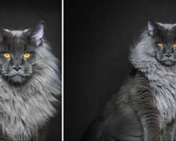 Photographer Captures The Majestic Beauty Of Maine Coons
