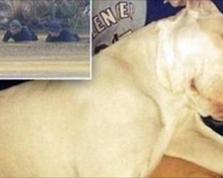 Pit Bull Who Saved Little Boy And Bit Mom Who Threw Him Into River Learns His Fate