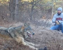 Poor Wolf Got Himself Stuck In a Trap, Now Watch This Man’s Heroic Rescue