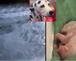 Dalmatian With Giant Stomach Gives Birth. When Puppies Are Born, Vet Discovers Big Mistake