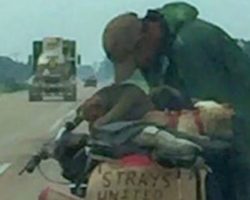 She Sees A Homeless Man Pull A Cart Of Dogs With His Bike. Then She Stops And Changes His Life Forever.