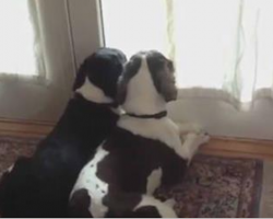 She set up a hidden camera to see what her dogs do when she leaves. Just seconds later mom was surprised
