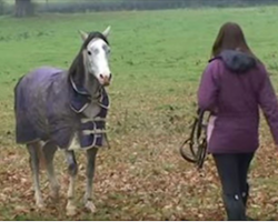 She’s Been Away For Weeks. Now watch The Horse’s Reaction When He Sees Her. Cute!