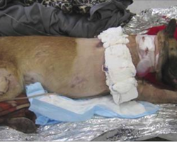 Dog is shot 4 times while saving soldier’s lives. One soldier’s thank you has gone viral