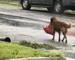She Spots Missing Dog On Street, Jaw Drops When She Sees What He’s Carrying In His Mouth