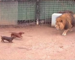 Tiny Wiener Dog And Massive Lion Come Face To Face, The Lion’s Next Move Is Going Viral