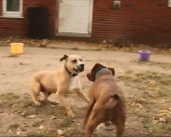 Watch what happens when two former fighting dogs meet for the first time!