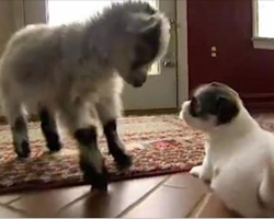 When This Goat Stares Down A Puppy, I Never Expect The Puppy To React Like This