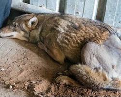 This Wolf Lay Dying In A Ditch. Until A Woman Stops Her Car And Does THIS. Wonderful!