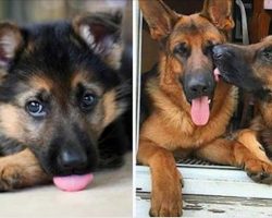 Don’t adopt a German Shepherd. Here are 15 reasons why