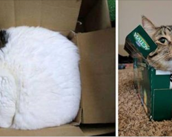 30 hysterical cats who have no concept of what a bed is