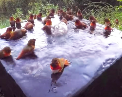 30 Hummingbirds Gather Together, Camera Catches Amazing Behavior That’s Going Viral