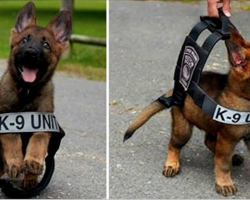 30 adorable photos of puppies taken on their first day at work that are sure to make you smile