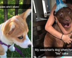 Try not to laugh at these 31 hysterical dog snapchats. It’s nearly impossible!
