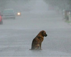 More than 50 animals were abandoned during Hurricane Irma, and they had no chance of survival