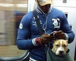 NYC Subway Bans Dogs Unless They Fit into a Bag. These Big Dog Owners Accepted the Challenge.