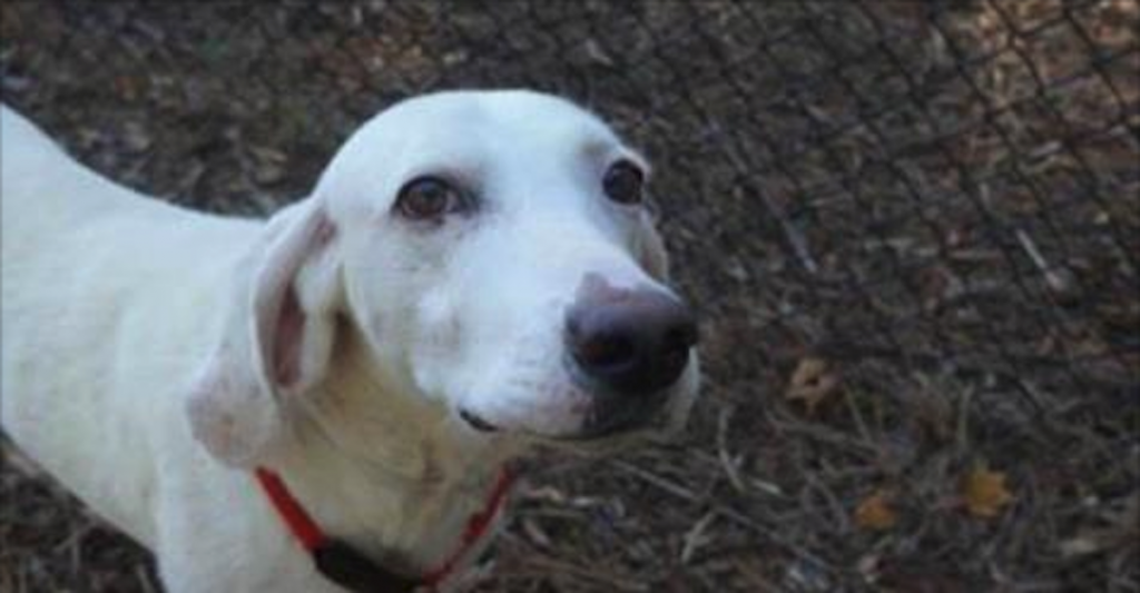 dog returned to shelter 3 times effects on development