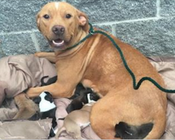 Mama Pit Bull Gives Birth To 10 Babies. Moments Later? The Unthinkable…