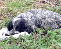 Abandoned Dog Refuses to Leave Bag In the Ditch – When Cyclist Spotted it, He Realizes The Unthinkable