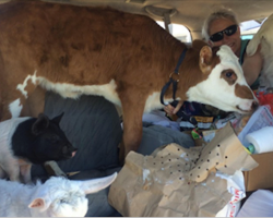 After a major earthquake, woman fills her van with animals and takes them to safety