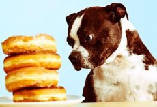 All The Ways You Are Shortening Your Dog’s Life