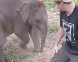 Baby Elephant Approaches Man, His Next Move Will Have You Rolling On The Floor
