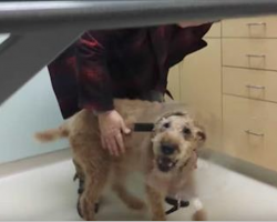Blind dog gets surgery so he can see, and 14 million have fallen in love with his reaction