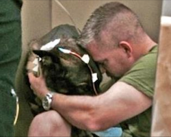 Police dog is shot in the line of duty, has priceless reaction when he reunites with cop