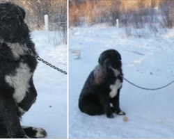 Abused dog is chained outside in the freezing cold for 4 years. Then an angel shows up