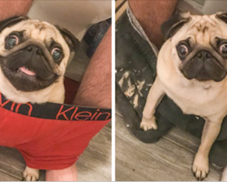 This Pug Is So Clingy He Refuses To Let His Owner Go To The Toilet Alone