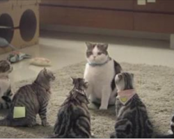 Company Employed Gangster Cats For Their Commercial And Is The Funniest Thing You’ve Ever Seen
