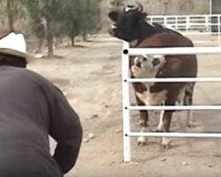 Cow Won’t Stop Crying For Her Missing Baby, Then Looks Through The Fence And Loses Control