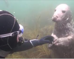 Diver doesn’t understand what seals wants — when he stretches out his hand, I can’t stop laughing
