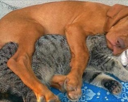 These Dogs And Cats Just Can’t Get Enough Of Each Other