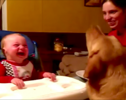 Dog Tries To Convince Baby That Green Beans Are Good, Has Baby In Stitches