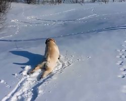 Dog Is Obsessed With Sliding Through The Snow